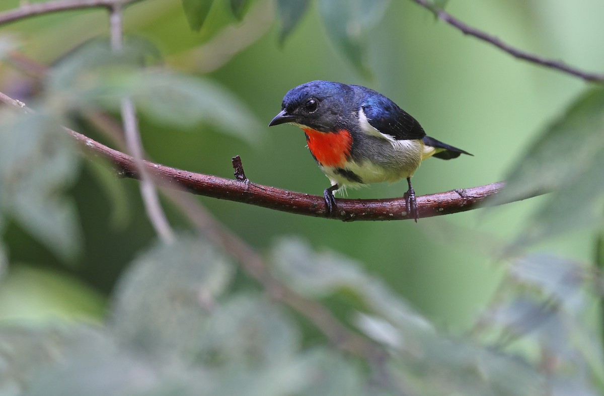 Fire-throated Flowerpecker - Robert Hutchinson / Birdtour Asia