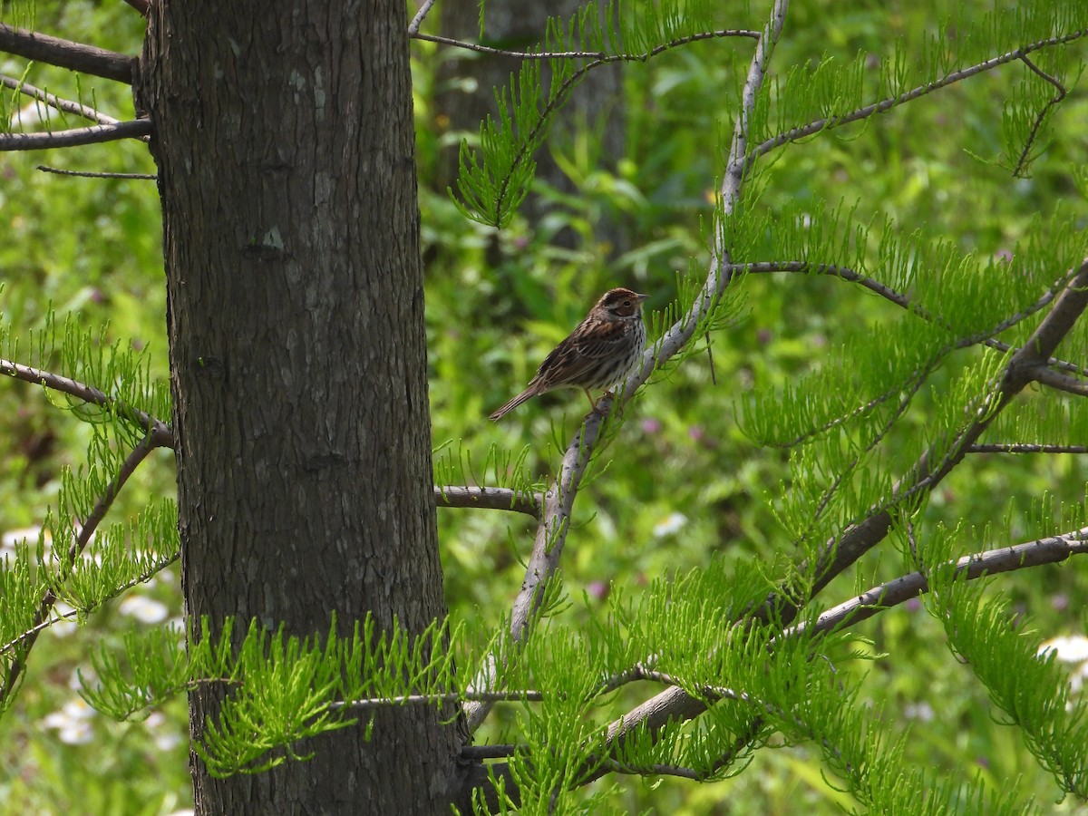 Little Bunting - ML570654311