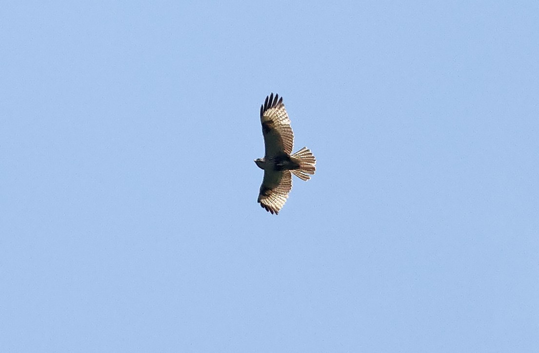 Eastern Buzzard - ML570654741