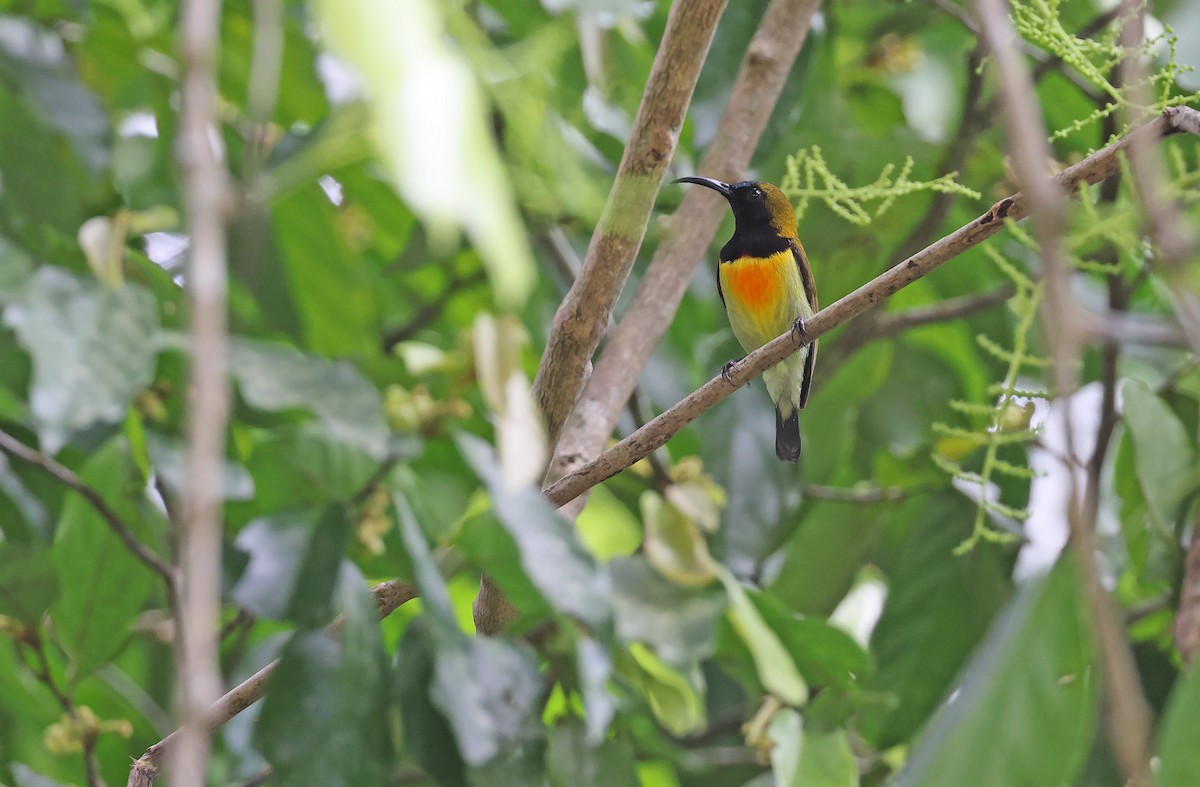 Flaming Sunbird - ML570654791