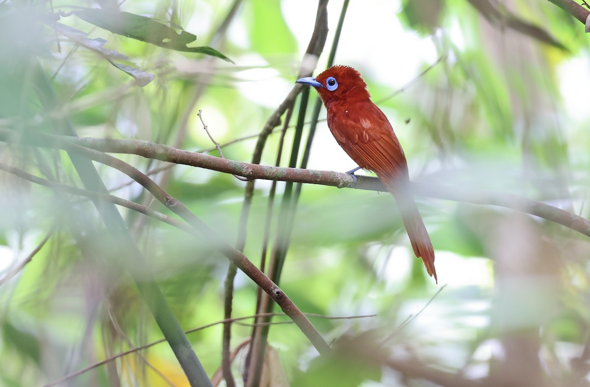 Rufous Paradise-Flycatcher (Northern) - Robert Hutchinson