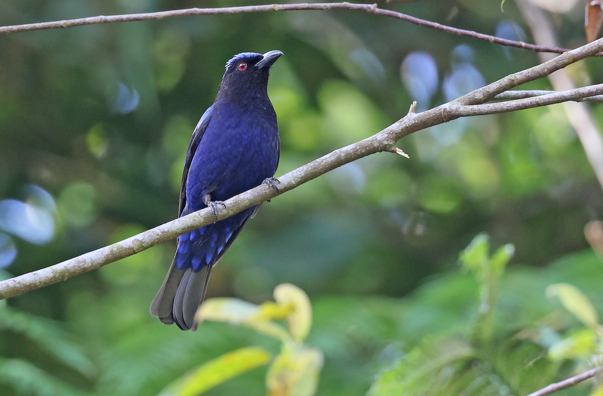 Philippine Fairy-bluebird - ML570654841