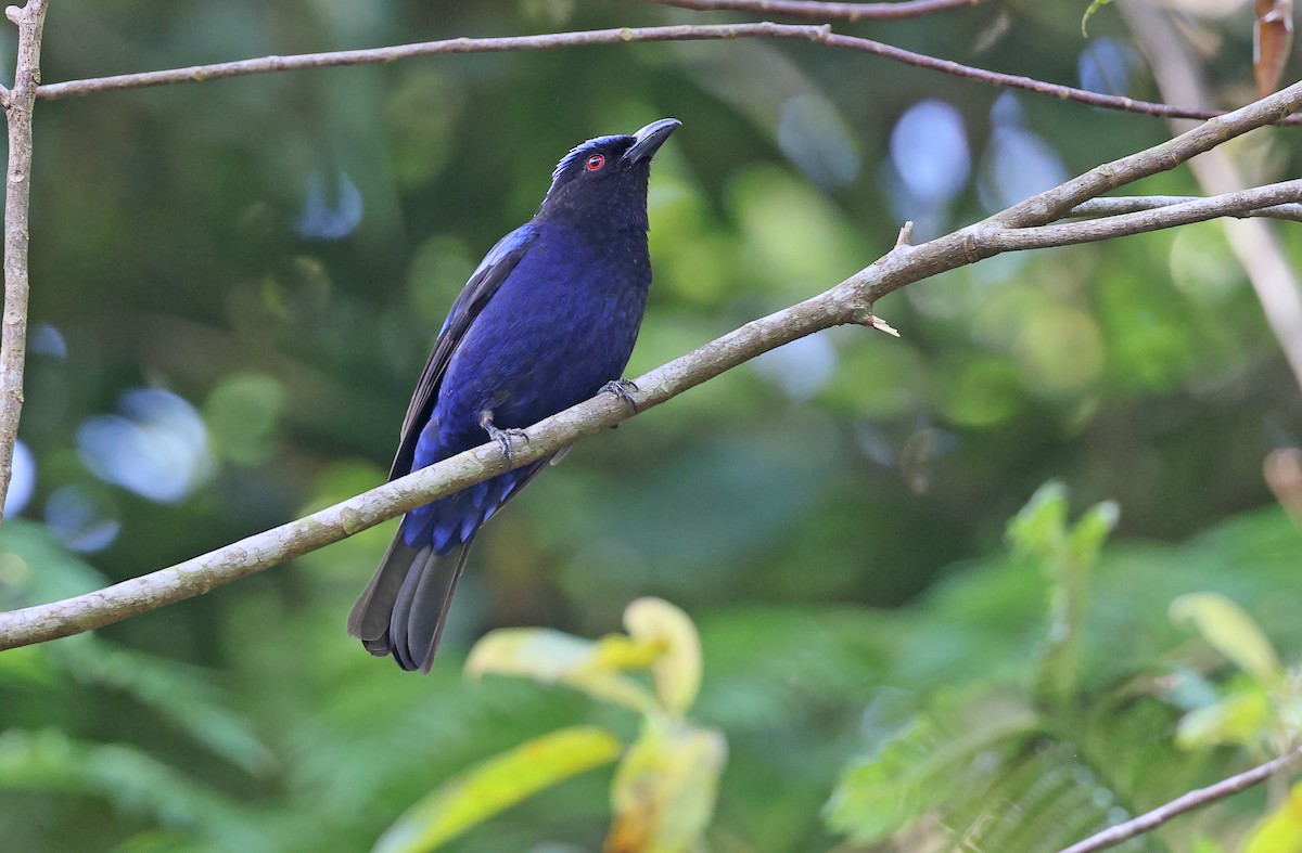 Philippine Fairy-bluebird - ML570654851