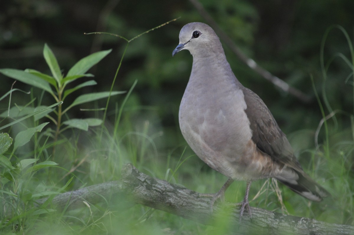 Large-tailed Dove - ML570655101