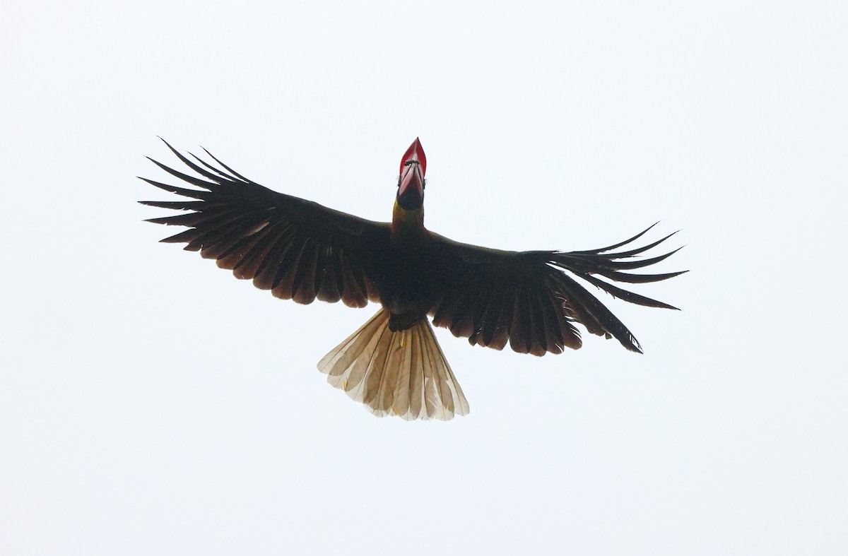 Rufous Hornbill (Northern) - ML570655291