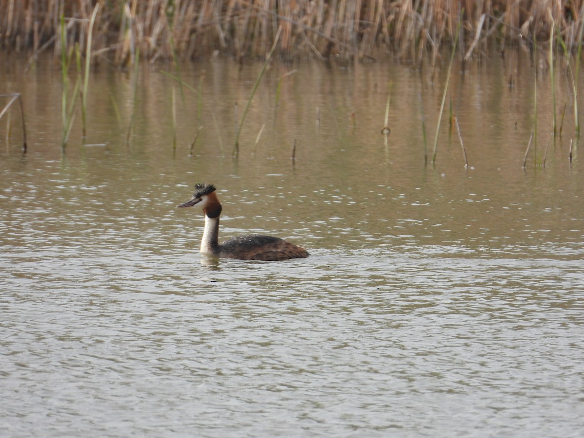 Great Crested Grebe - ML570655401