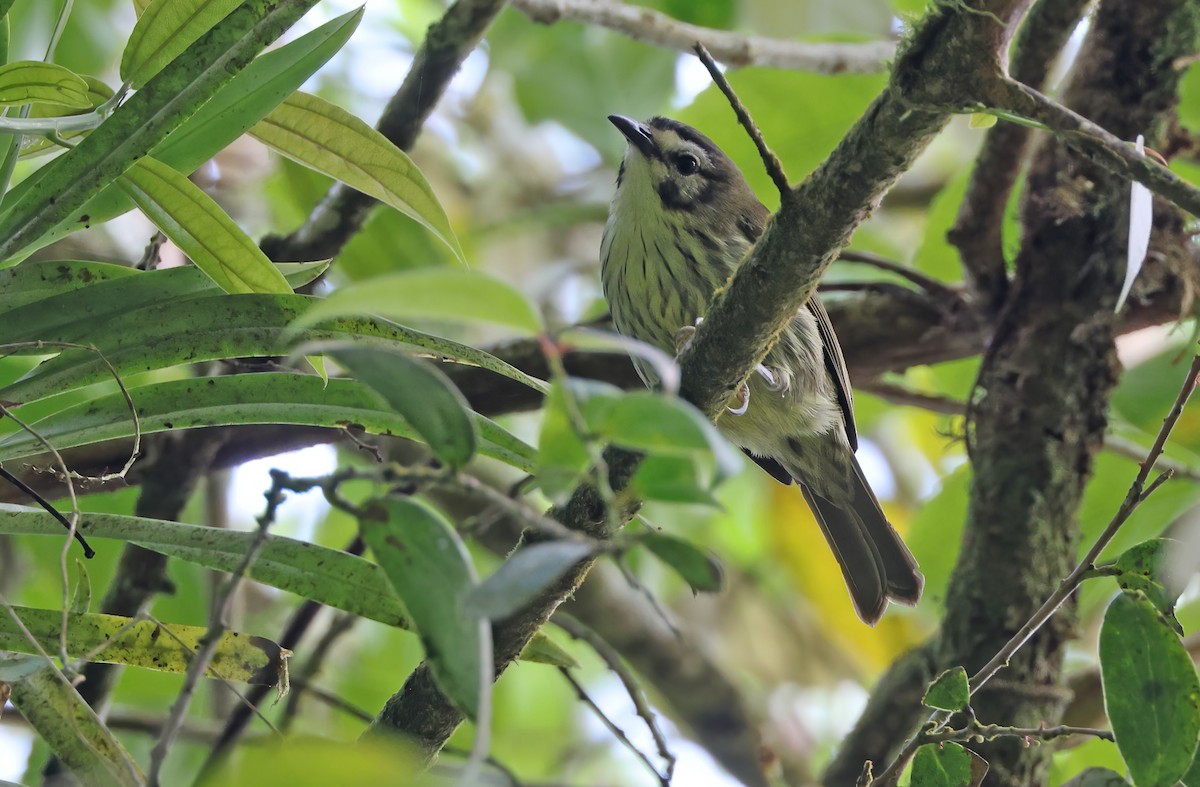 Negros Striped-Babbler - ML570655521