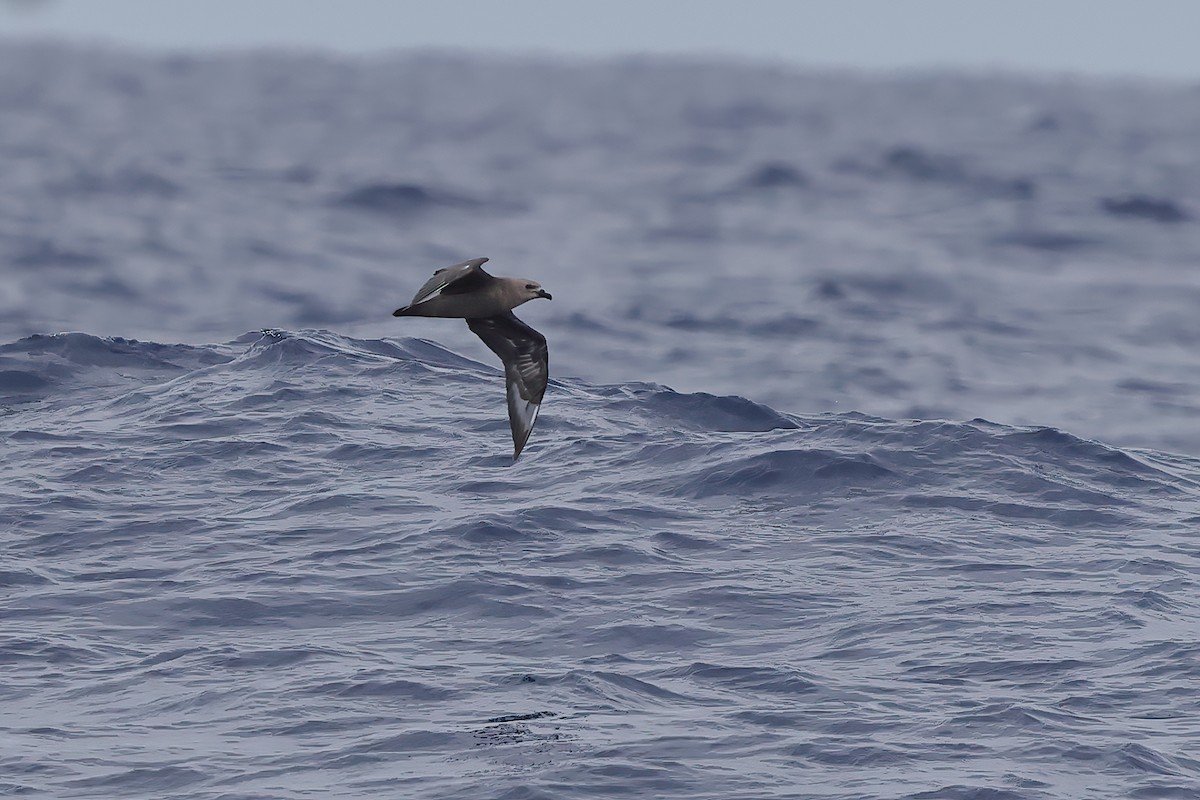 Kermadec Petrel - Jeran Lin