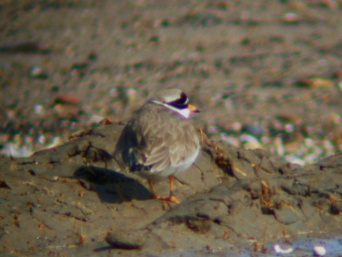 Common Ringed Plover - ML570656291