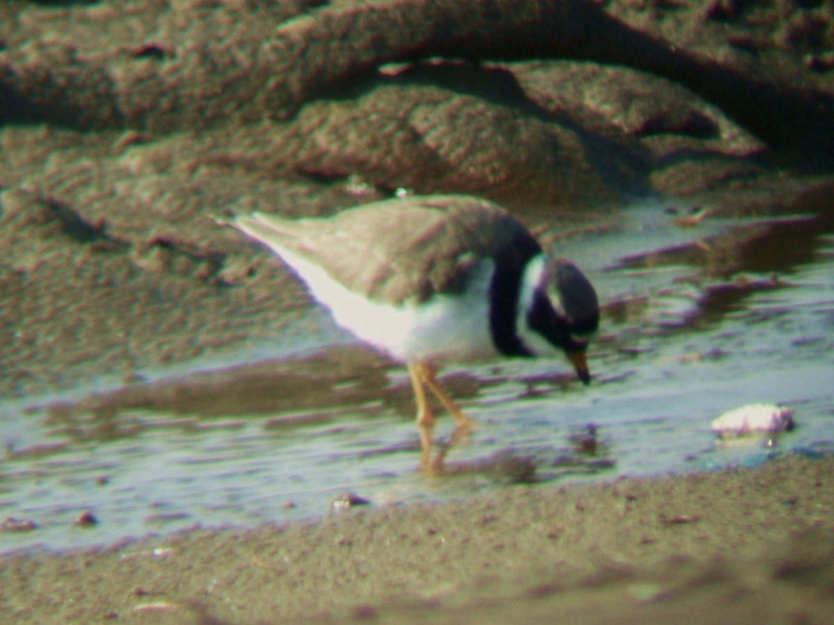 Common Ringed Plover - ML570656301