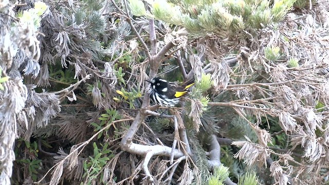 New Holland Honeyeater - ML570656941