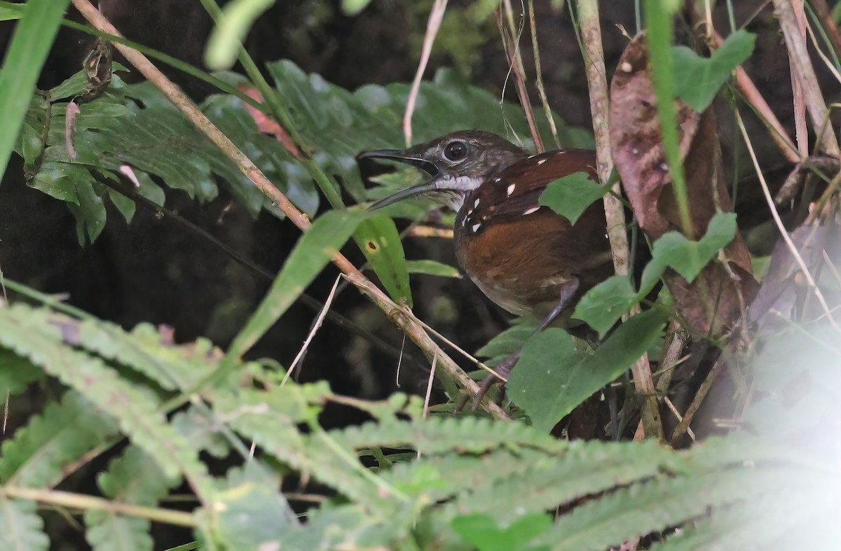 Bicol Ground-Warbler - ML570658661