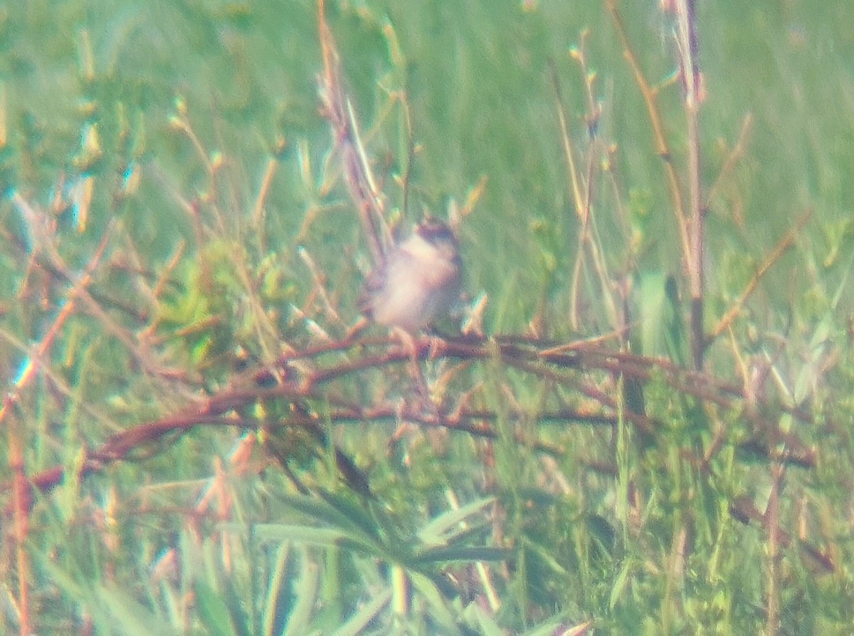 Grasshopper Sparrow - ML570658921