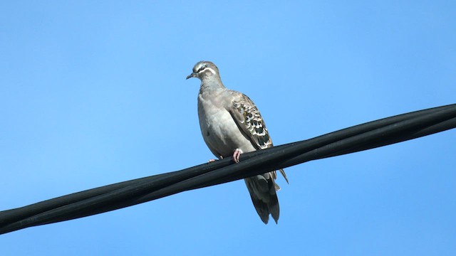 Common Bronzewing - ML570659641