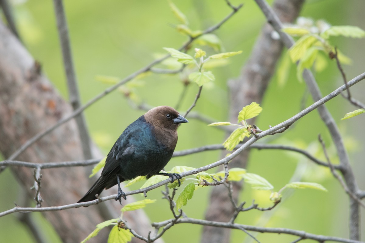 Brown-headed Cowbird - Tyler Ficker