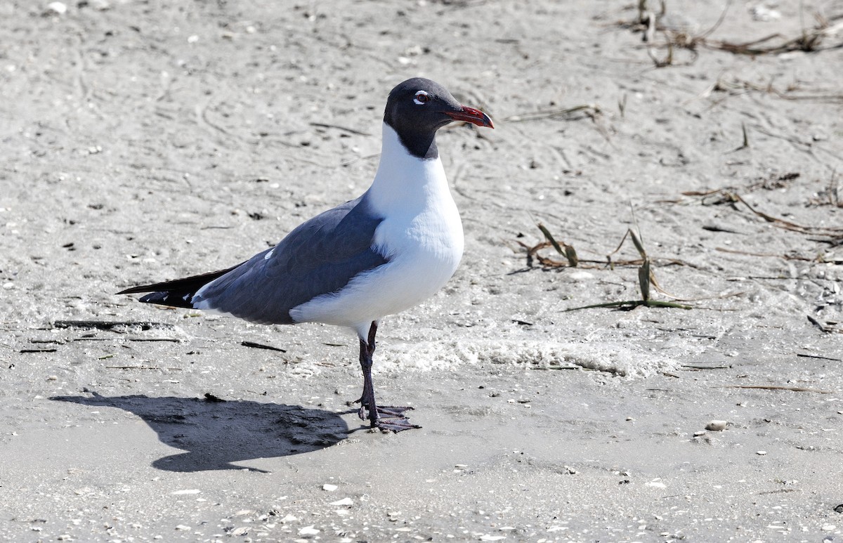 Laughing Gull - ML570659791