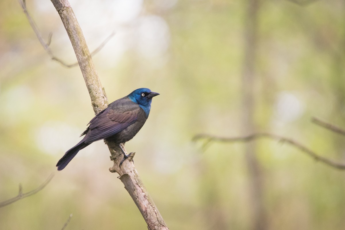 Common Grackle - Tyler Ficker