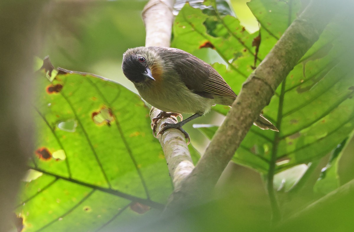 Calabarzon Babbler - ML570660391