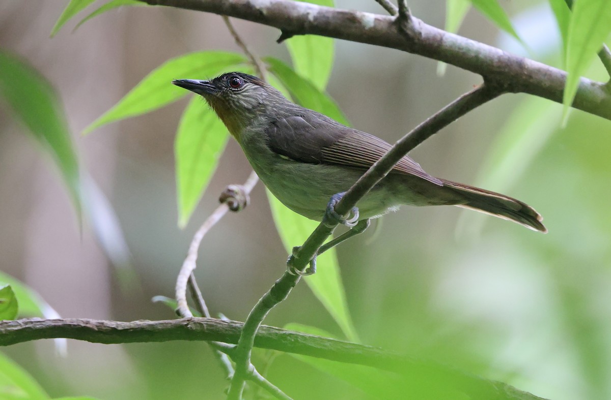 Calabarzon Babbler - ML570660401