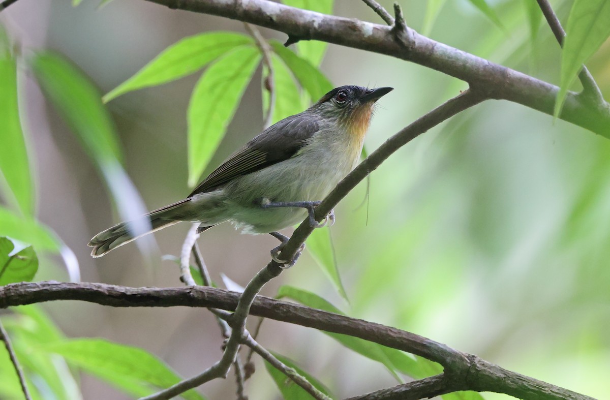 Calabarzon Babbler - Robert Hutchinson / Birdtour Asia