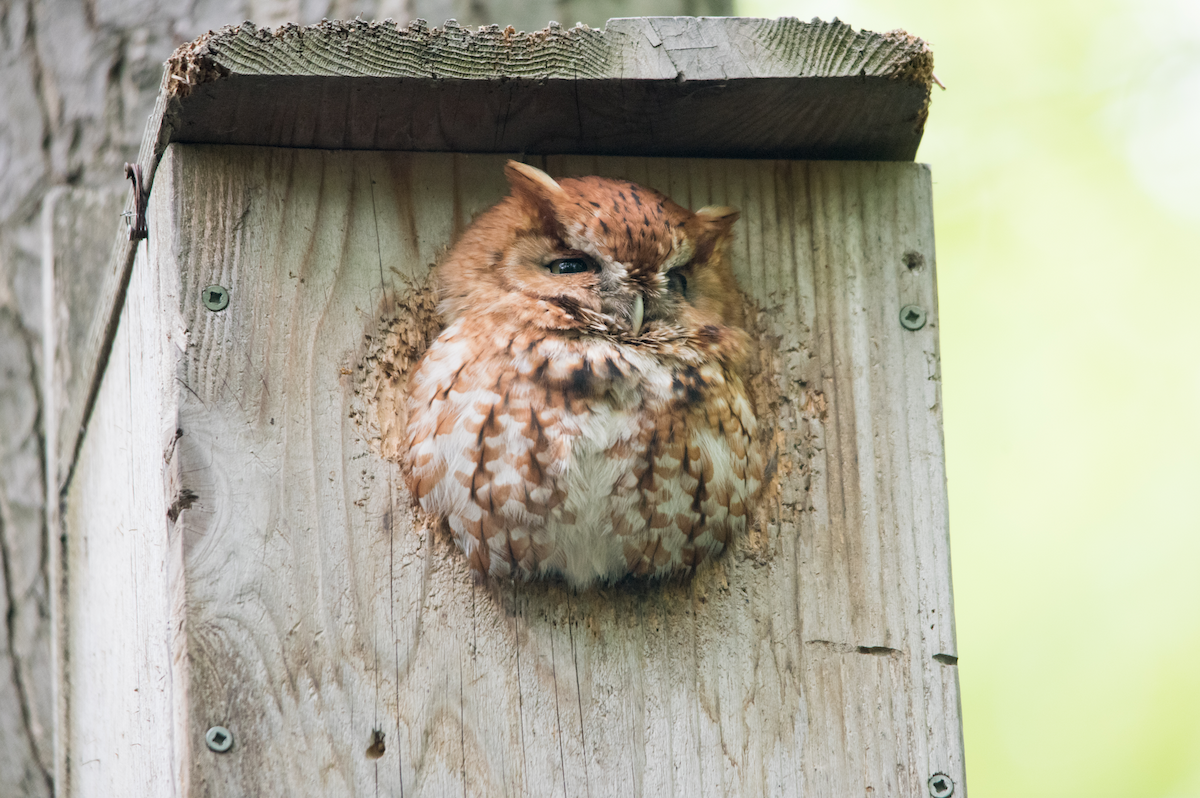 Eastern Screech-Owl - Tyler Ficker
