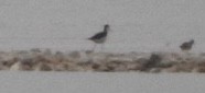 Black-necked Stilt - Eric Howe