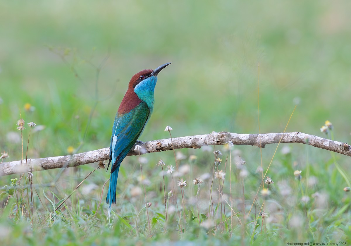 Blue-throated Bee-eater - Nattapong Banhomglin