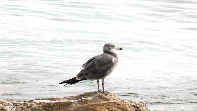 Pacific Gull - ML570662501