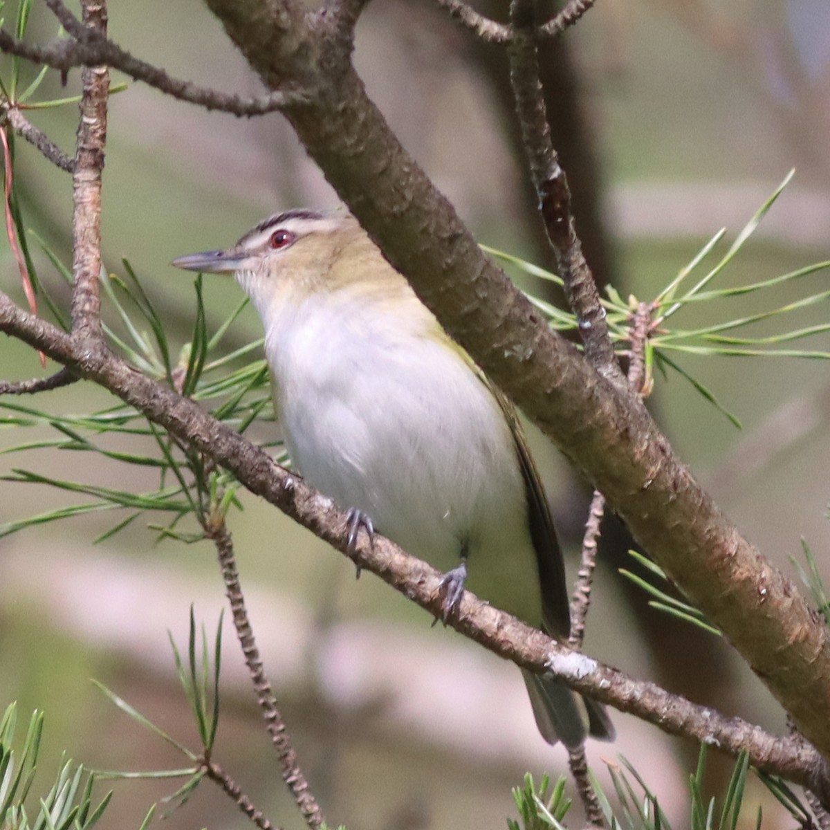 Red-eyed Vireo - ML570662581