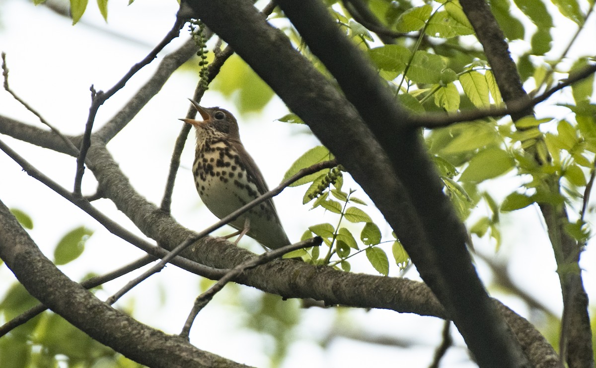 Wood Thrush - ML570662921