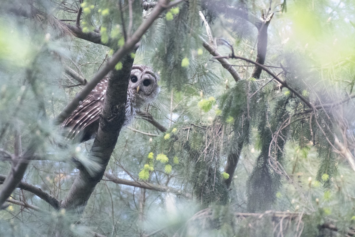 Barred Owl - ML570662941