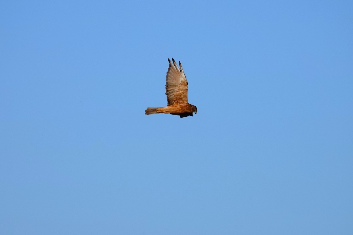 Swamp Harrier - ML570663091