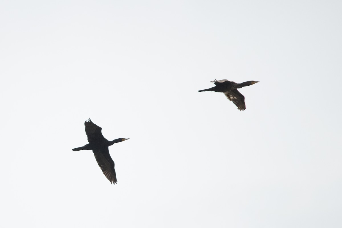 Double-crested Cormorant - ML57066331