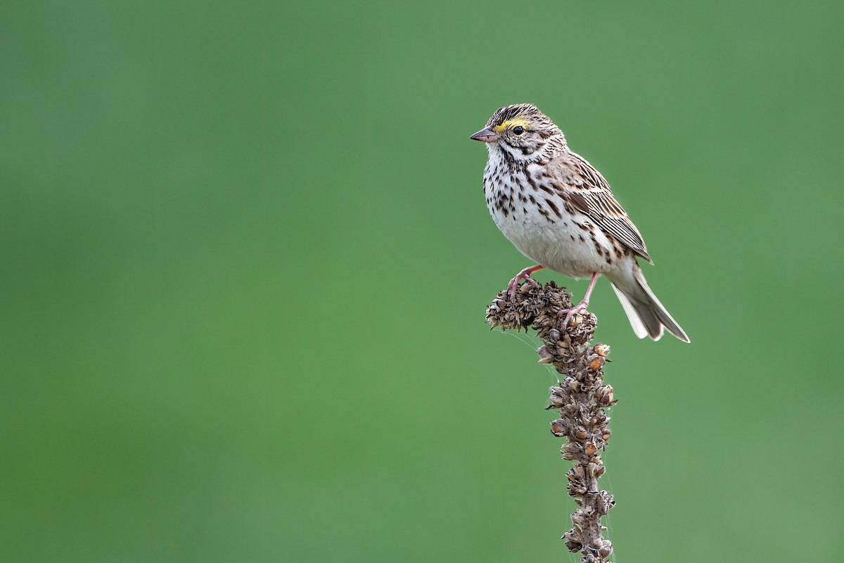 Chingolo Sabanero - ML570663701