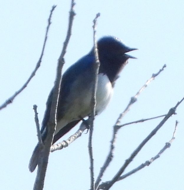 Blue-and-white Flycatcher - ML570664201