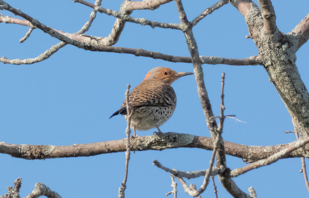 Northern Flicker (Yellow-shafted) - ML570664821