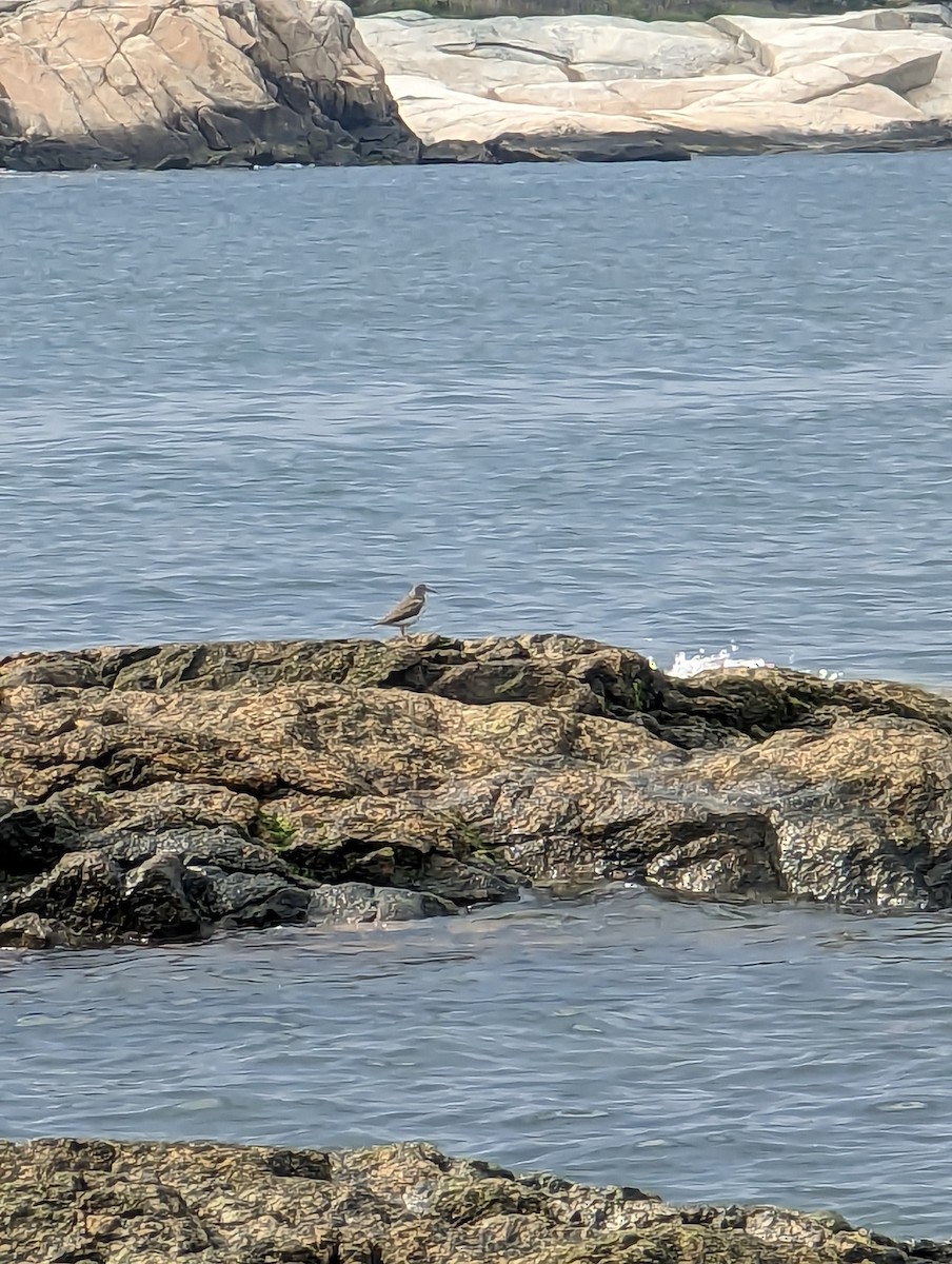 Solitary Sandpiper - ML570664951