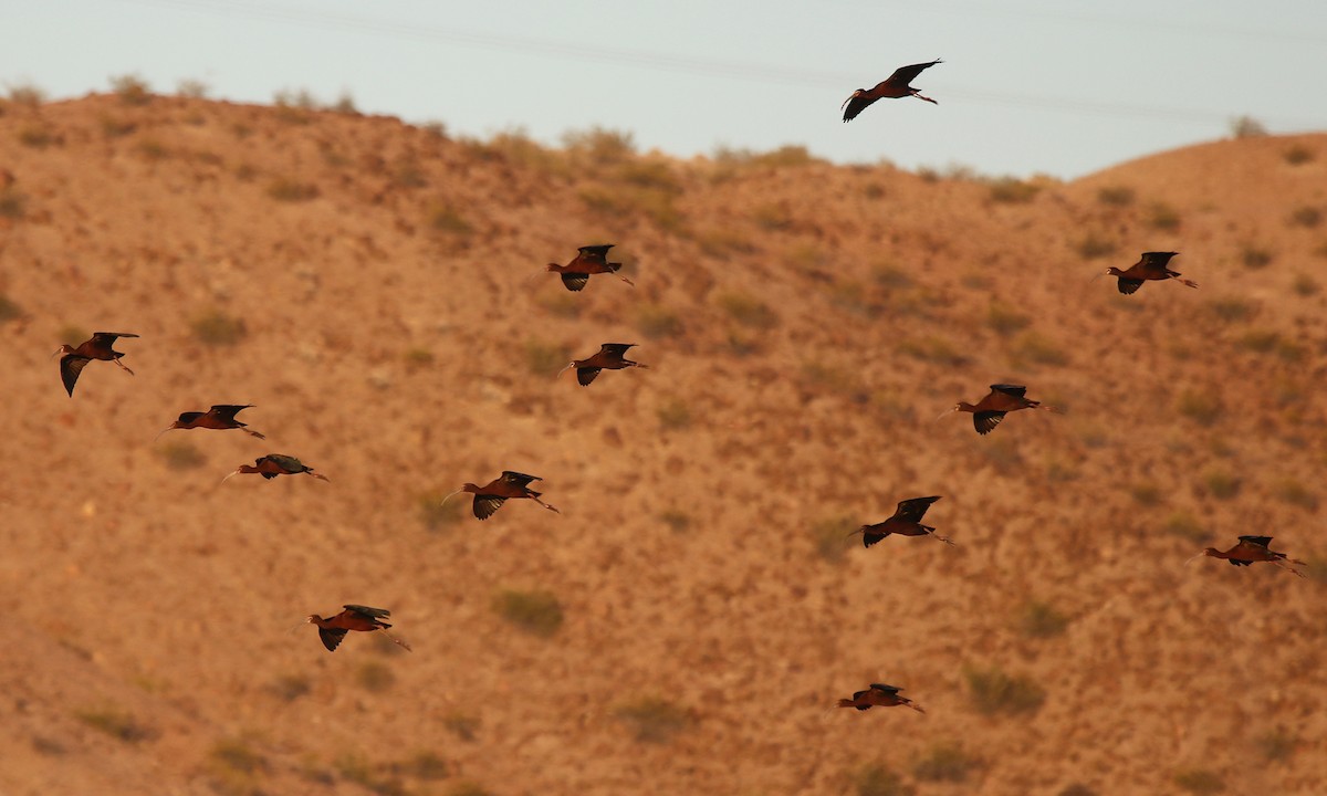 White-faced Ibis - ML57066531