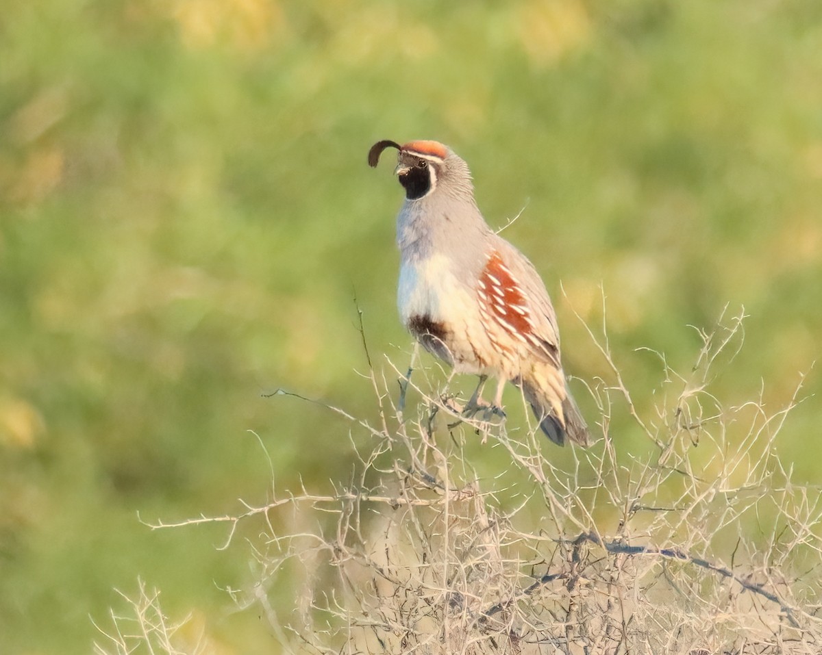 California/Gambel's Quail - ML570666031