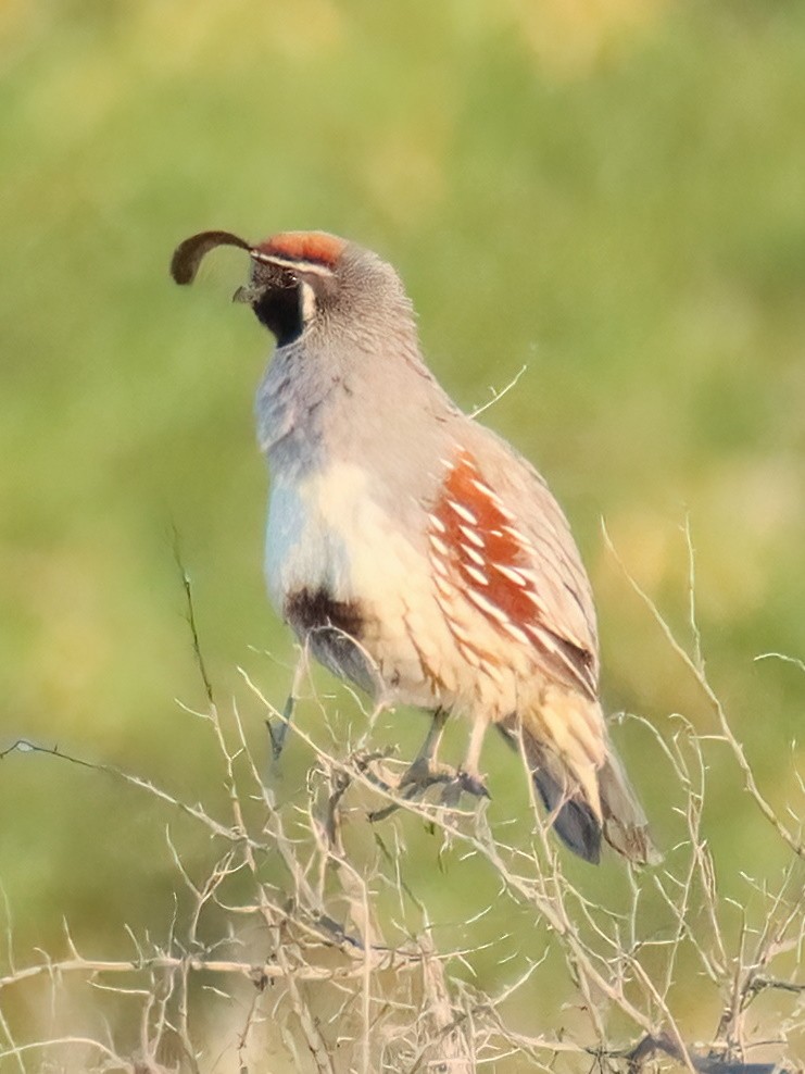 California/Gambel's Quail - ML570666041