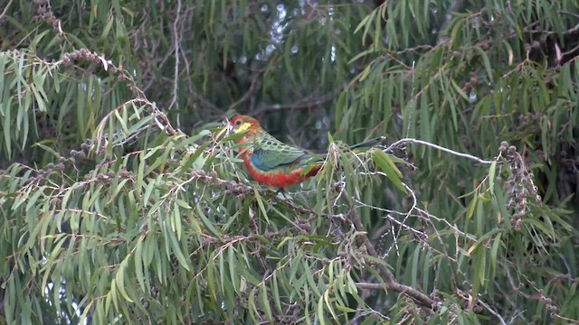 Western Rosella - ML570666301