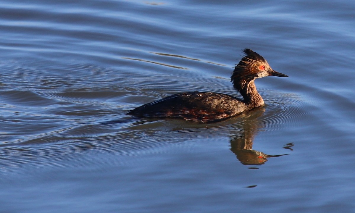 Eared Grebe - ML57066651