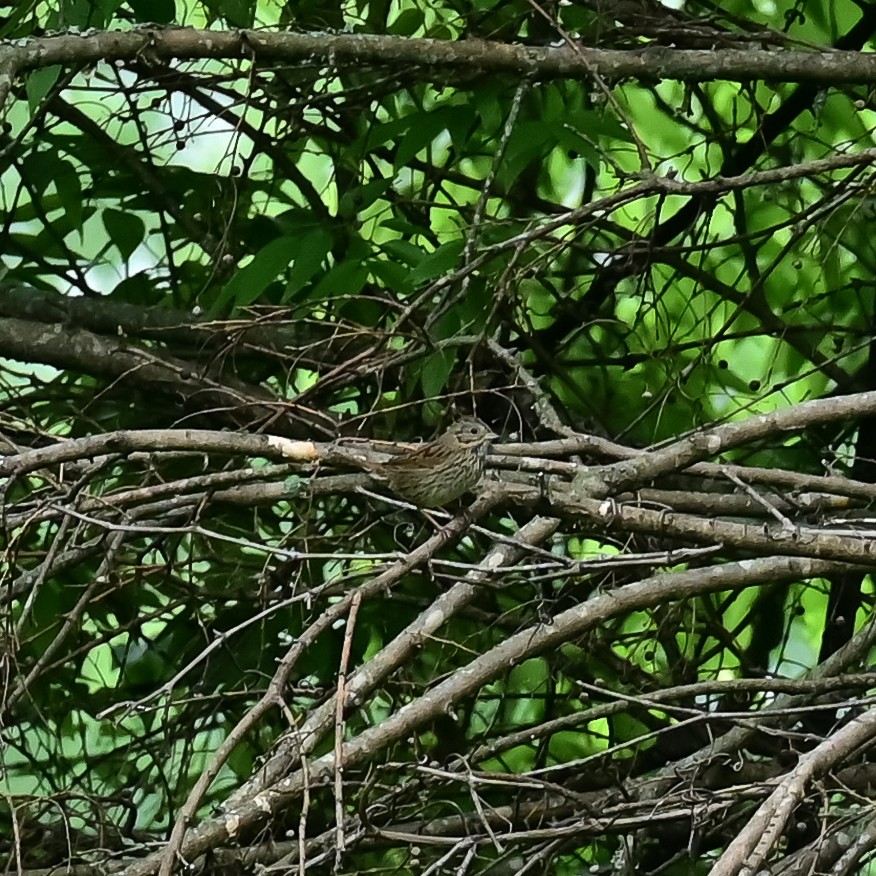 Lincoln's Sparrow - Gretchen Dunham