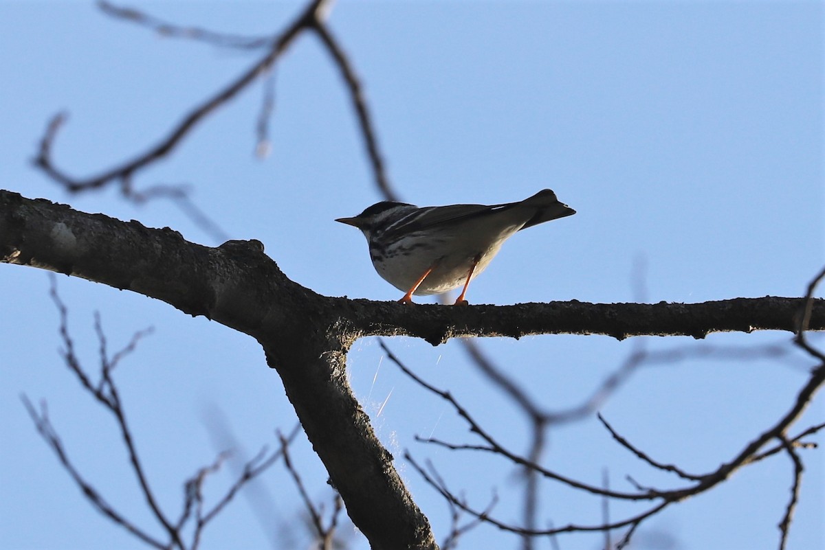 Blackpoll Warbler - Al S