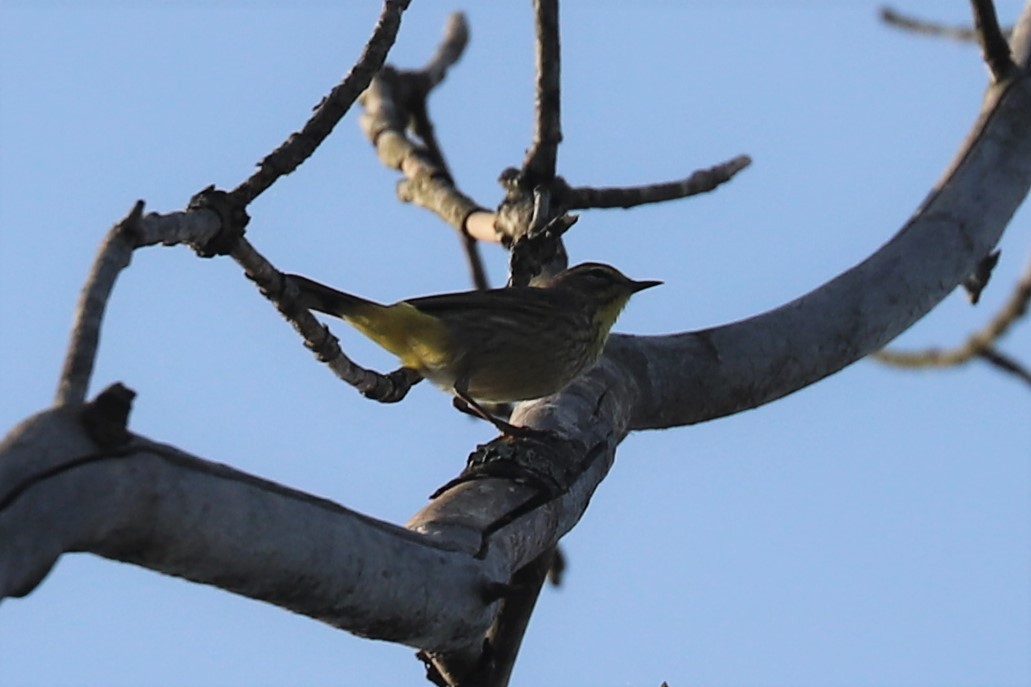 Palm Warbler - Al S