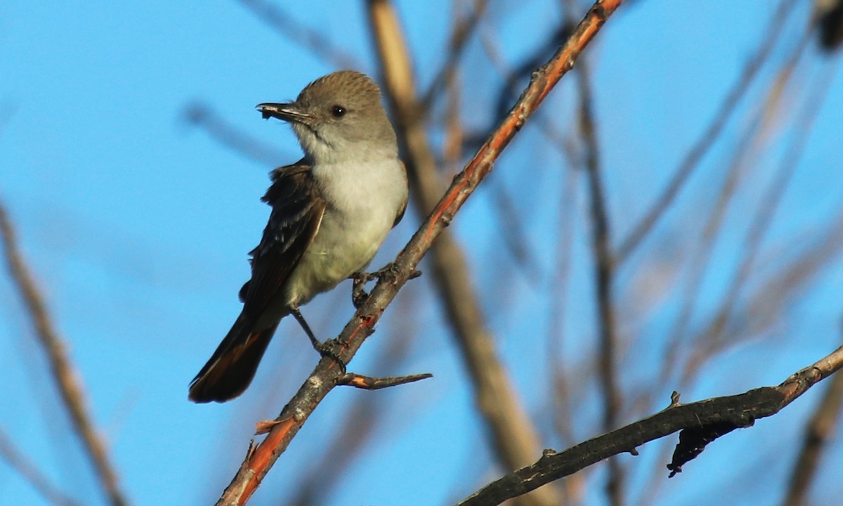 Ash-throated Flycatcher - ML57066791