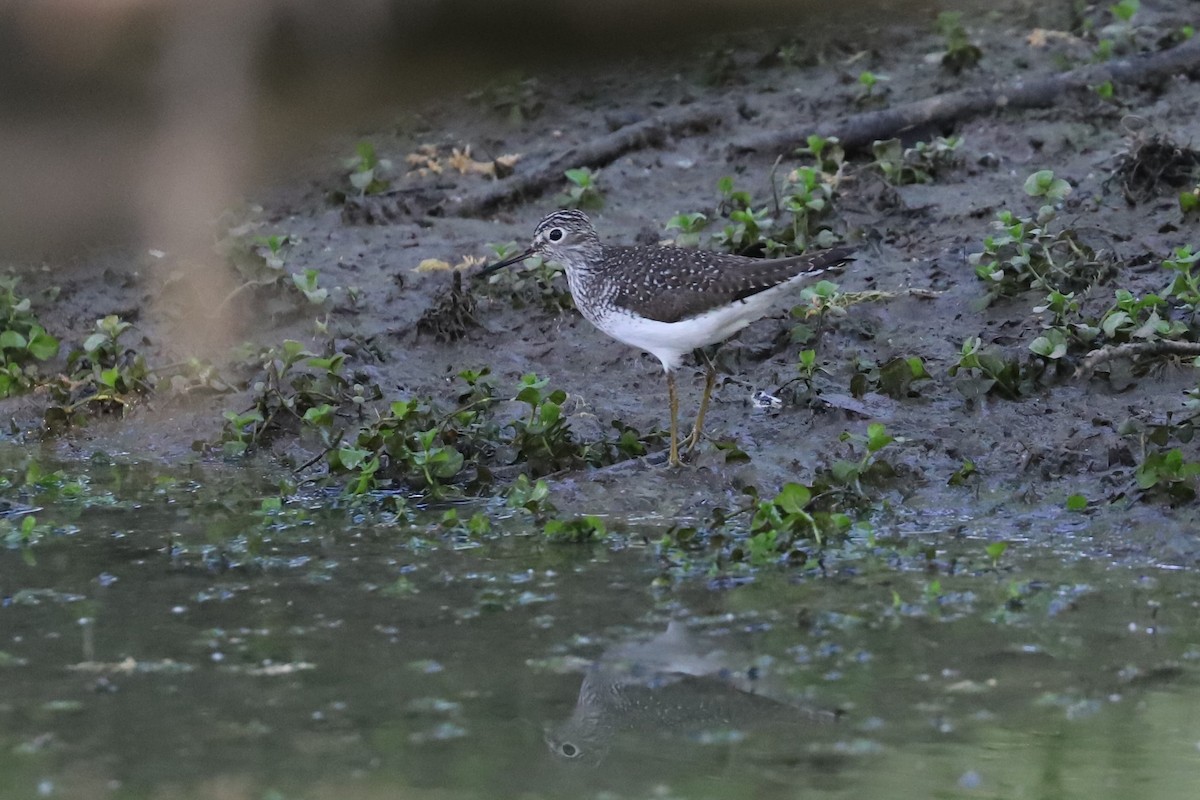 Solitary Sandpiper - ML570667961