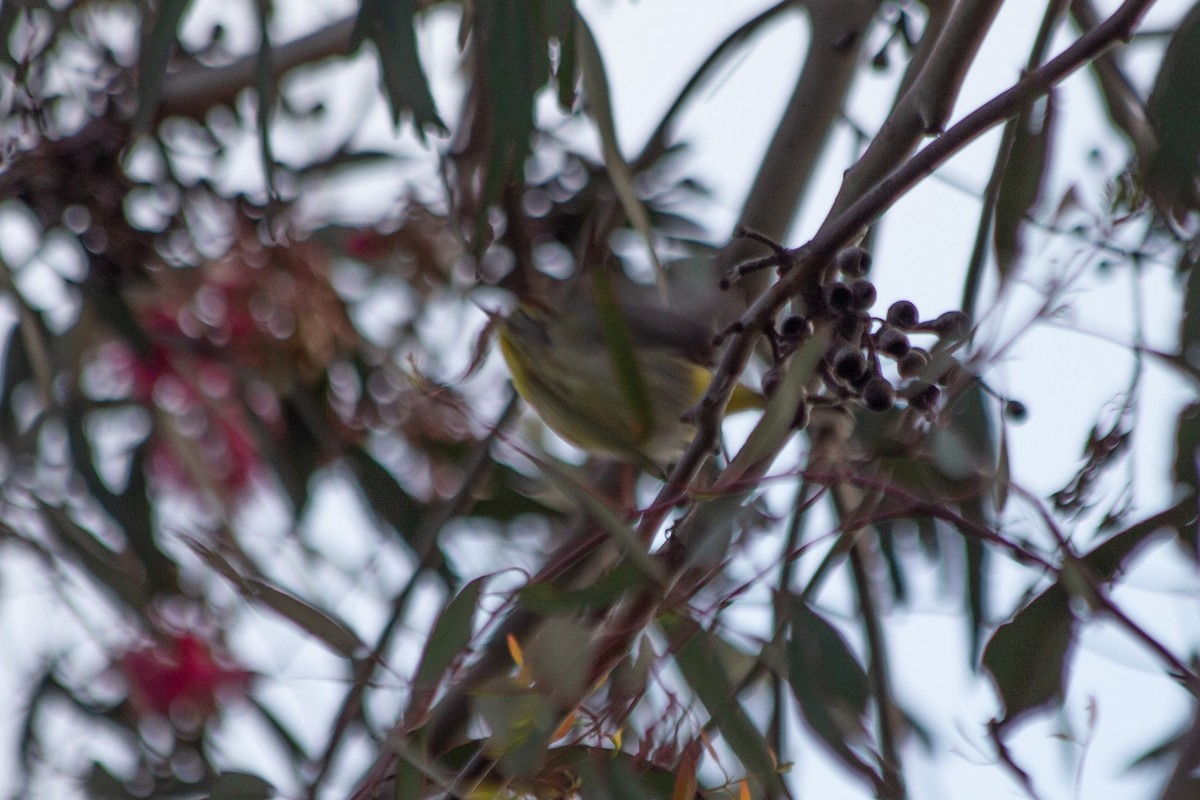 Palm Warbler (Western) - ML570668111