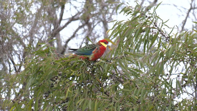 Western Rosella - ML570669041