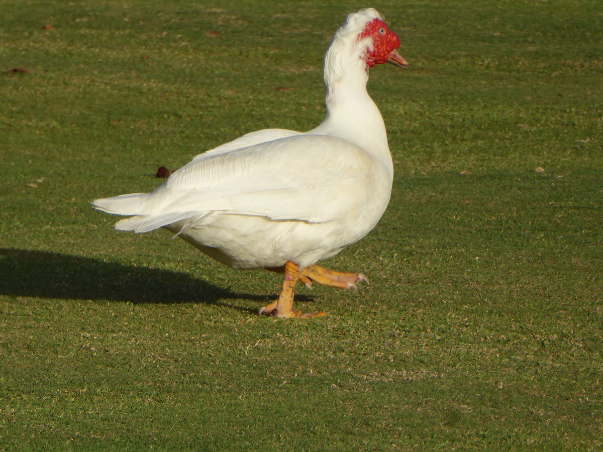 Muscovy Duck (Domestic type) - elwood bracey